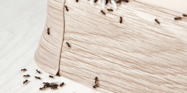 Blog - Brisbane pest control ants