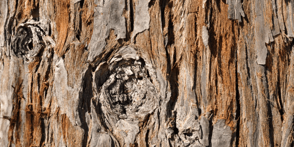 redwood termites