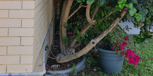 garden too close to house - conducive condition to termites