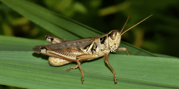grasshoper - pest control