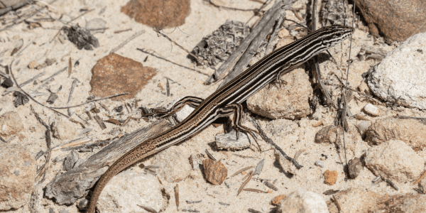 Removing Lizards On Your Property - Dedant Inspections
