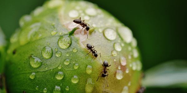 moisture increases ants