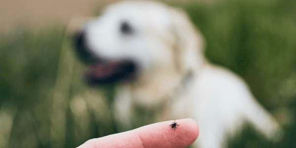 protect your home from fleas and ticks