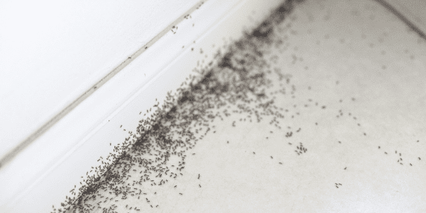 reduce ants in your home