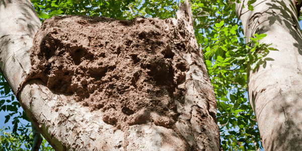 termite nest in tree