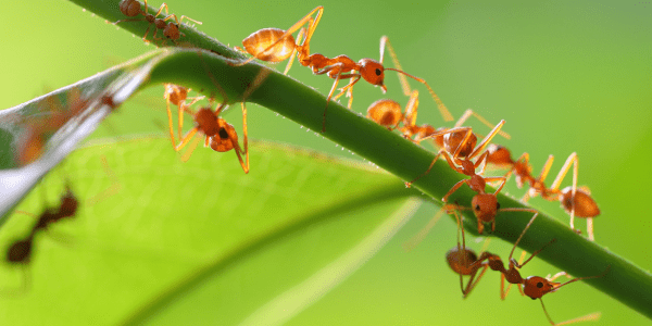 types of ants