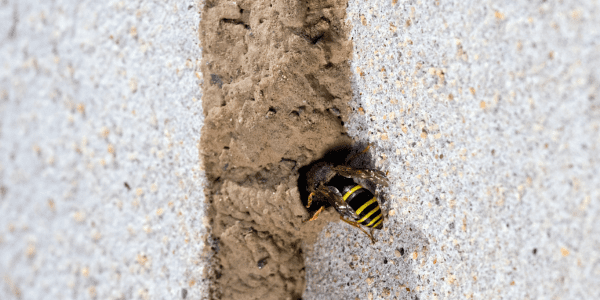 remove wasp nest