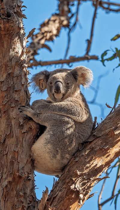 Daisy Hill koala centre