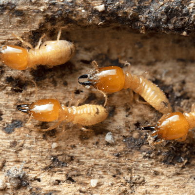 Termites Brisbane