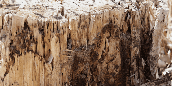 termite damage to tree stump