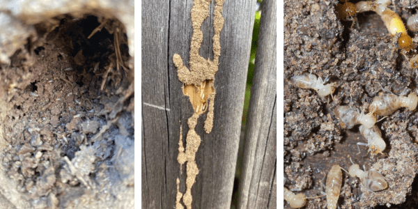 live termites found during building and pest inspection