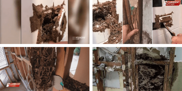 termite damage a current affair - gold coast couple