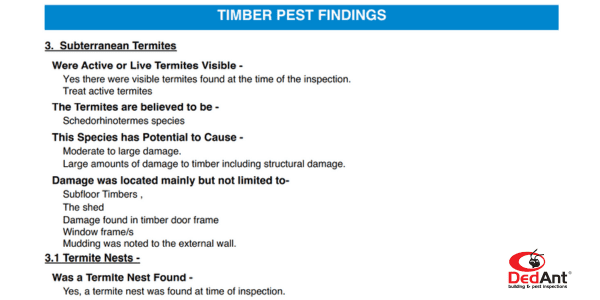 termite pest report