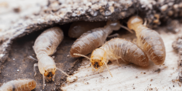 termites - termite check